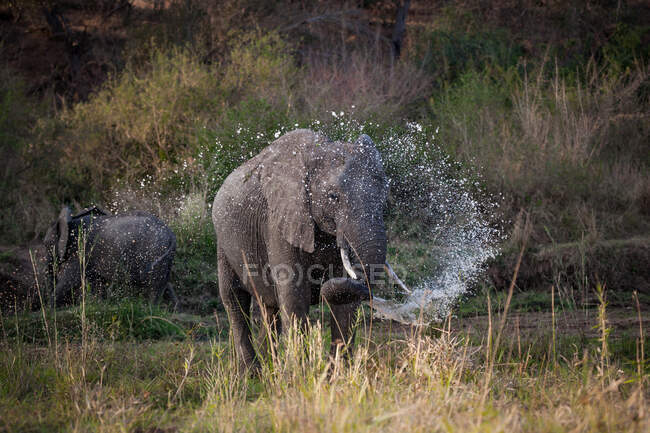 Um elefante, Loxodonta africana, pulverizando água de seu tronco enquanto em um leito de rio — Fotografia de Stock