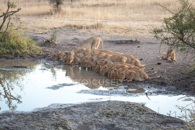 A pride of lions, Panthera leo, bending down and drinking from a waterhole in a line — Stock Photo