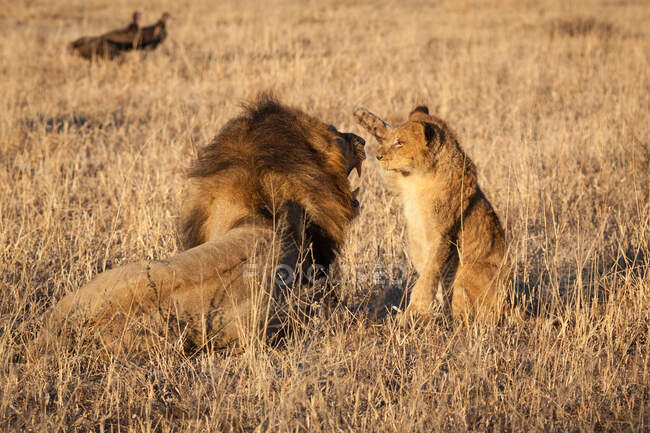 A lion cub, Panthera leo, raising its paw to a male lion — Stock Photo