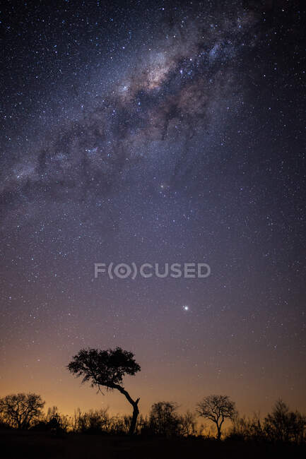 Die Milchstraße mit silhouettierten Bäumen im Vordergrund — Stockfoto