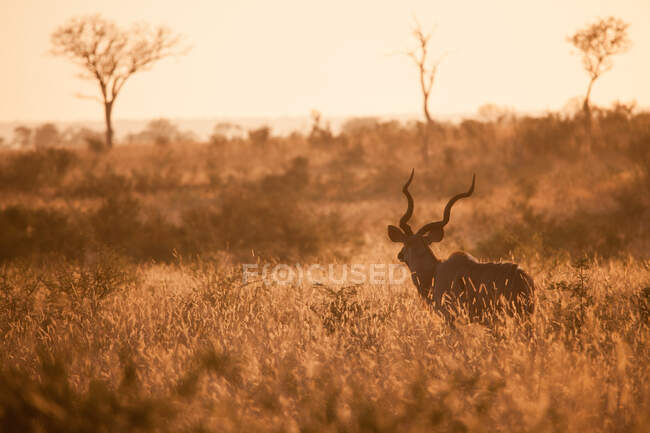 Un kudu, Tragelaphus strepsiceros, de pie en la hierba alta al atardecer, luz cálida - foto de stock