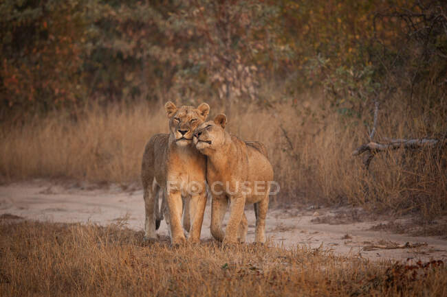 Una leona, Panthera leo, frotando su cabeza contra otra - foto de stock