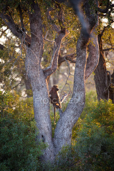 Un babuino, Papio ursinus, sentado en la bifurcación de un árbol - foto de stock