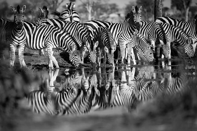 Um rebanho de zebras, Equus quagga, bebendo de um buraco de água, reflexão na água, reflexão na água — Fotografia de Stock