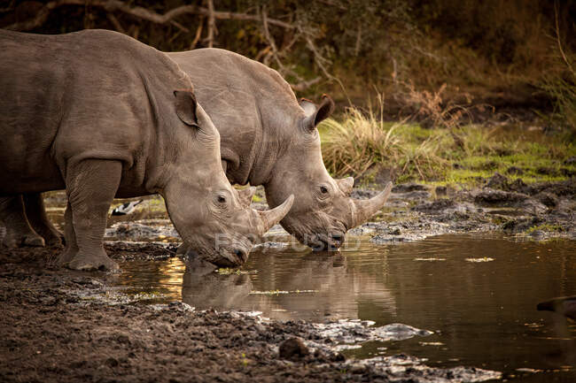 Due rinoceronti bianchi, Ceratotherium simum, che bevono da una pozza d'acqua — Foto stock