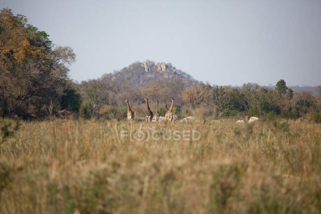 Un viaggio di giraffe, Giraffa camelopardalis giraffa, in piedi in un letto di fiume, montagne sullo sfondo — Foto stock
