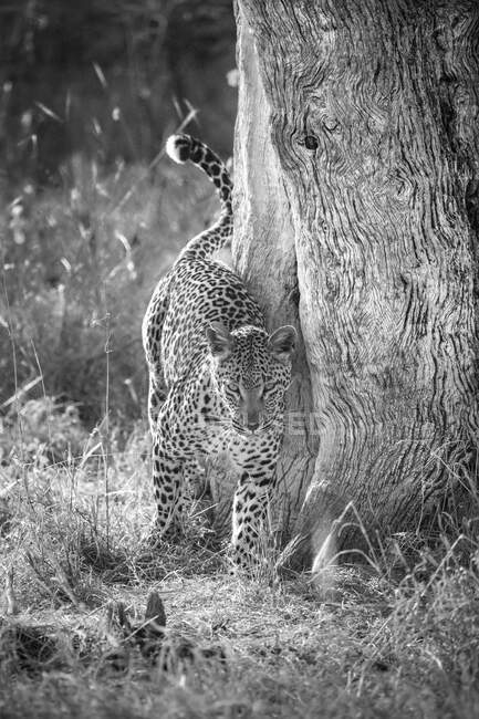Леопард, Пантера пардус, насуплений на дерево чорно-білим. — стокове фото