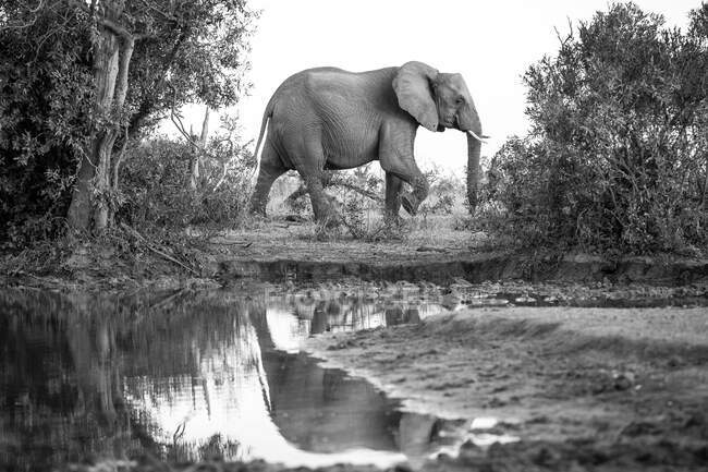 Un elefante, Loxodonta africana, che passava davanti a una pozza d'acqua, riflesso in acqua, bianco e nero — Foto stock