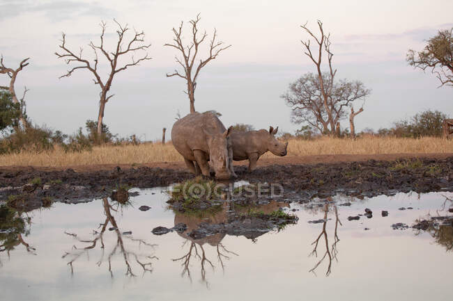 Due rinoceronti bianchi, Ceratotherium simum, in piedi sul bordo di una pozza d'acqua — Foto stock
