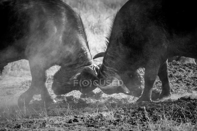 Dois búfalos, Syncerus caffer, lutando uns contra os outros, poeira no ar, em preto e branco — Fotografia de Stock