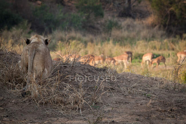 Una leona, Panthera leo, acechando una manada de impala, Aepyceros melampus - foto de stock