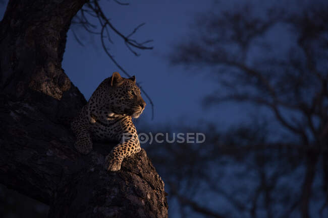 Ein Leopard, Panthera pardus, liegt in einem Baum im Dunkeln, erleuchtet von Scheinwerfern — Stockfoto