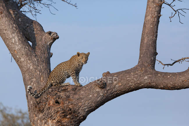 Un leopardo, Panthera pardus, seduto su un albero, sfondo blu — Foto stock