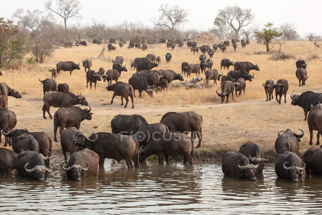 A herd of buffaloes, Syncerus caffer, drinking and walking to a waterhole — Stock Photo