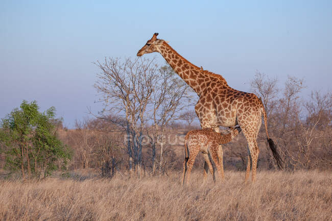 Un ternero de jirafa, Jirafa camelopardalis jirafa, amamantando a su madre, fondo azul del cielo - foto de stock