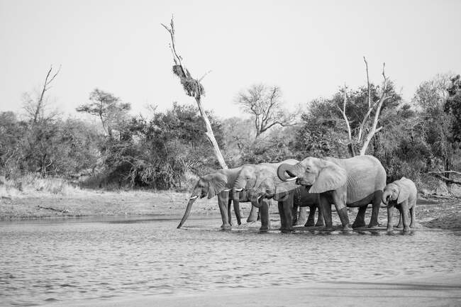 Стадо слонов, Loxodonta africana, стоящих и пьющих из водопоя, в черно-белом — стоковое фото