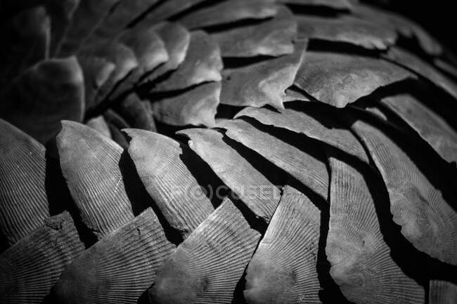Le scale di un pangolino, Smutsia temminckii — Foto stock