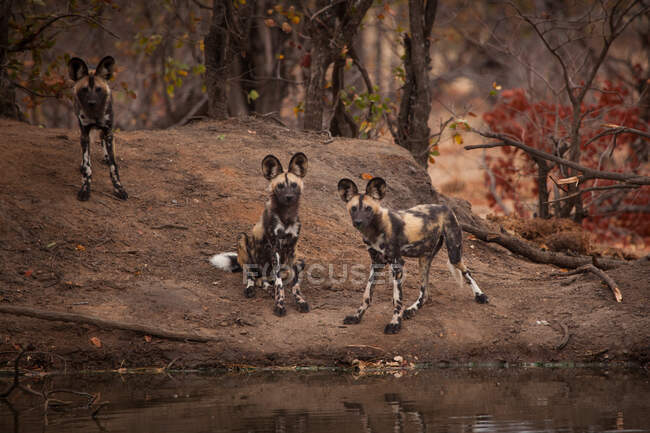 Ein Rudel wilder Hunde, Lycaon pictus, steht in der Nähe eines Wasserlochs, direkter Blick — Stockfoto