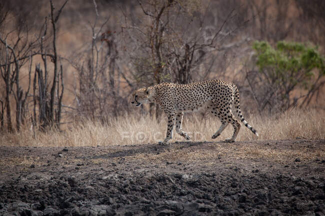 Ein Gepard, Acinonyx jubatusm, läuft über trockenes Land — Stockfoto