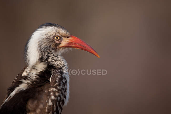 Hornbill à bec rouge, Tockus erythrorhynchus, portrait — Photo de stock