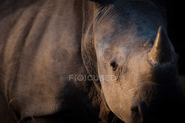 La cabeza y el cuerpo lateral de un rinoceronte blanco, Ceratotherium simum - foto de stock