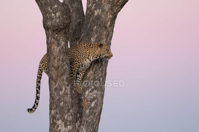 Ein Leopard, Panthera pardus, steht bei Sonnenuntergang in der Gabelung eines Baumes — Stockfoto