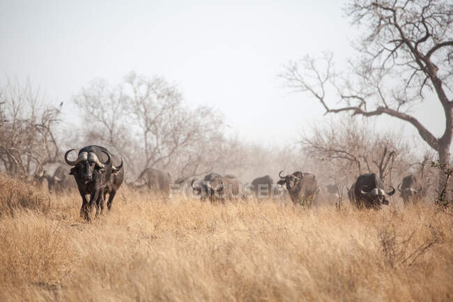 Un troupeau de buffles, Syncerus caffer, marchant dans de longues herbes sèches, poussière dans l'air — Photo de stock