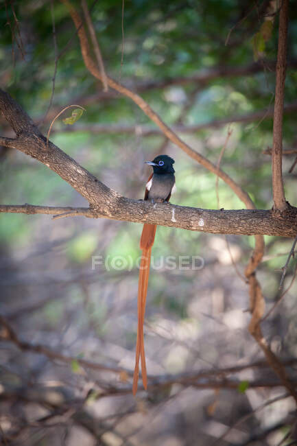 An African Paradise Flycatcher, Terpsiphone viridis, displaying its long tail — Stock Photo