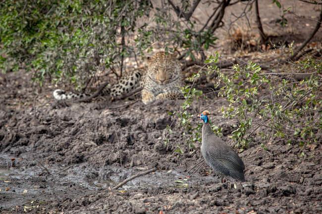 Um leopardo, pântera pardus, observando um pintinho capacete, Numida meleagris — Fotografia de Stock