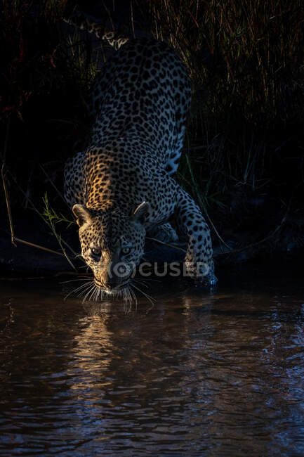 Um leopardo, Panthera pardus, curvado para beber — Fotografia de Stock