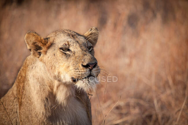 Una leonessa, Panthera leo, sfondo erba secca, occhi semi aperti — Foto stock
