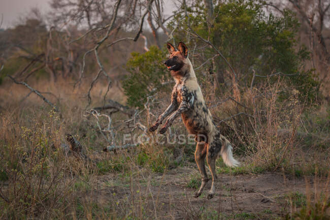 Ein wilder Hund, Lycaon pictus, steht auf seinen Hinterbeinen — Stockfoto
