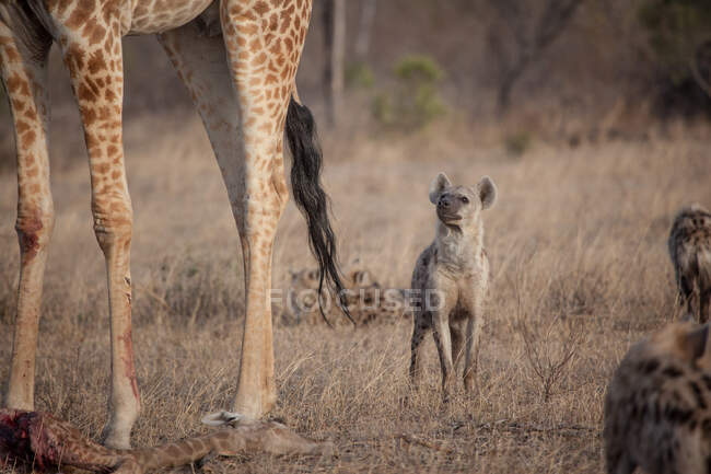 Плямиста гієна Крокута Крокута стоїть під жирафом Жирафа камелопардаліс жирафа. — стокове фото