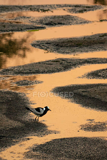 Un fabbro Lapwing, Vanellus armatus, in piedi in un torrente tortuoso — Foto stock