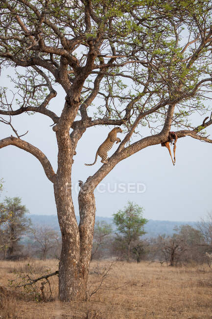 A leopard, Panthera pardus, jumping on a branch in a tree to reach its kill which tangling from a branch — Stock Photo