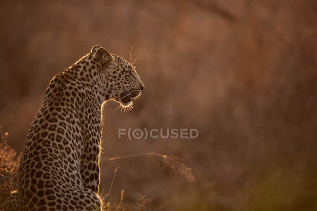 Un leopardo, Panthera pardus, sentado con la espalda a la cámara, con suave luz del atardecer, retroiluminado - foto de stock