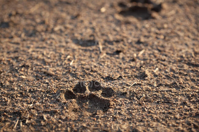 Um leopardo, Panthera pardus, rasto na lama — Fotografia de Stock