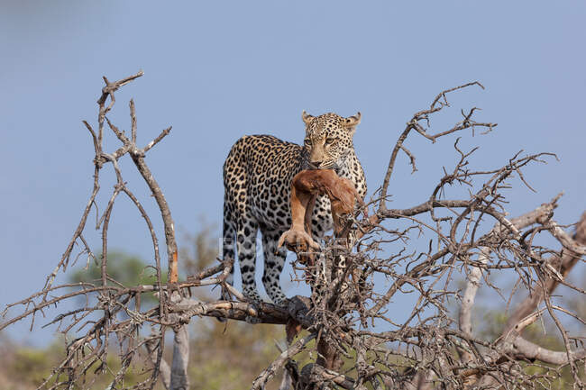 Леопард (Panthera pardus) стоїть на падаючому дереві з мертвою імпою в роті, Aepyceros melampus — стокове фото