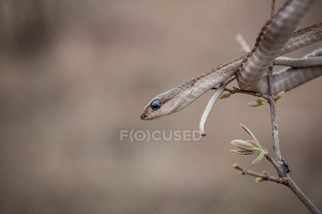 A Boomslang, Dispholidus typus, watching out from a tree — Stock Photo