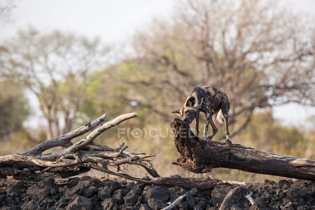 Um cão selvagem, Lycaon pictus, em pé sobre um tronco e mastigar em um de seus fins — Fotografia de Stock