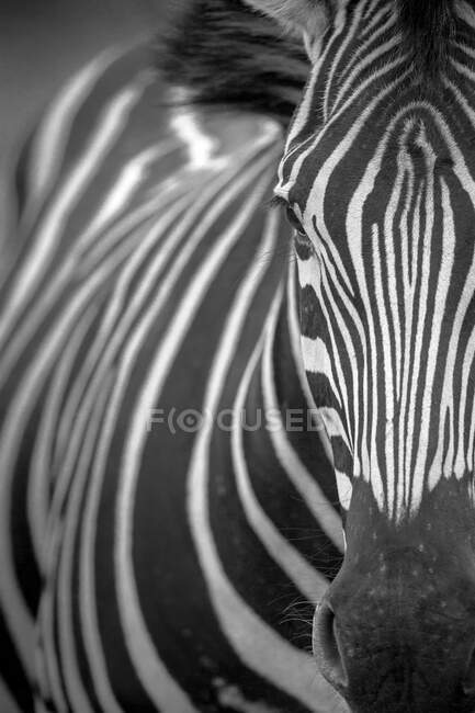 Una zebra, Equus quagga, sguardo diretto, in bianco e nero — Foto stock
