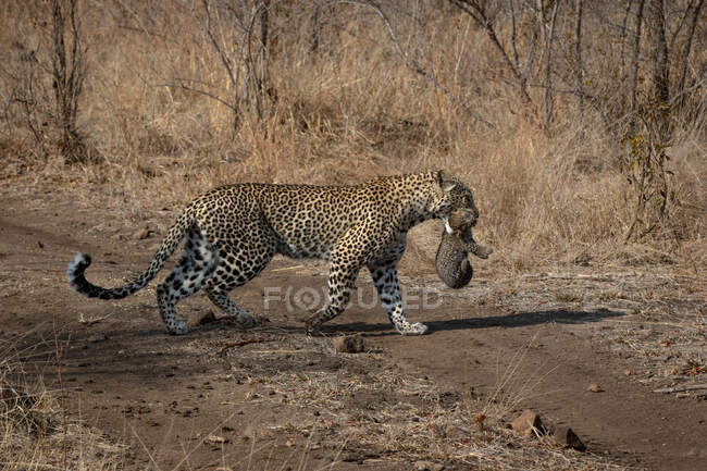 Eine Leopardin, Panthera pardus, trägt ihr Junges im Maul, während sie eine Straße überquert — Stockfoto