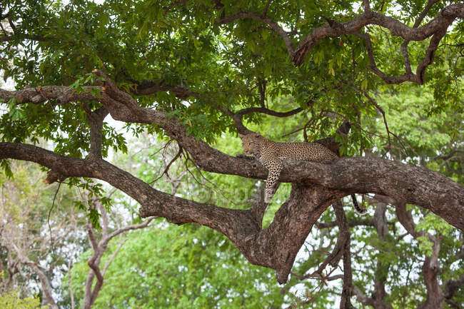 Un leopardo, Panthera pardus, acostado en una rama de un árbol, cabeza levantada - foto de stock