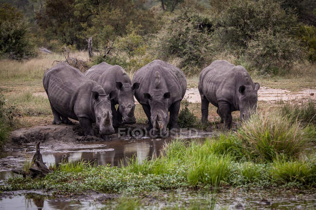 Rinoceronti bianchi, Ceratotherium simum, che bevono insieme in una pozza d'acqua — Foto stock