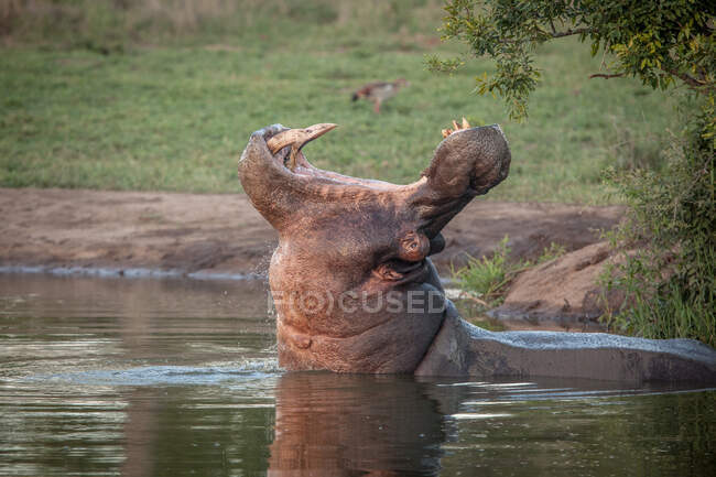 Un hipopótamo, anfibio hipopótamo, bostezando en un pozo de agua - foto de stock