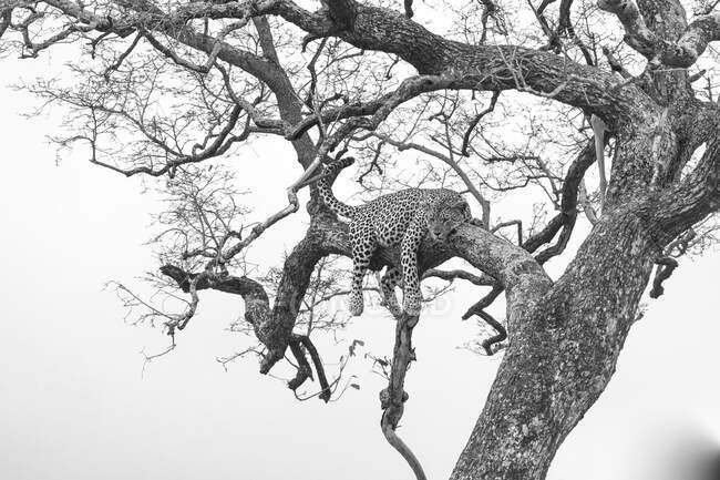 A leopard, Panthera pardus, lying in a tree, legs dangling, in black and white — Stock Photo