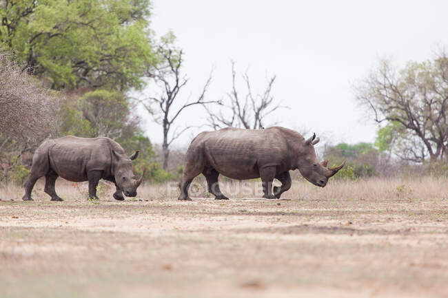 Due rinoceronti bianchi, Ceratotherium simum, che attraversano una radura — Foto stock