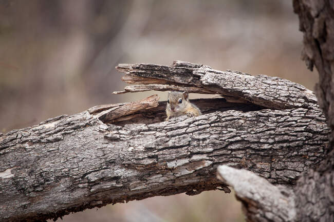 A tree squirrel, Paraxerus cepapi, peering out between a broken branch — Stock Photo