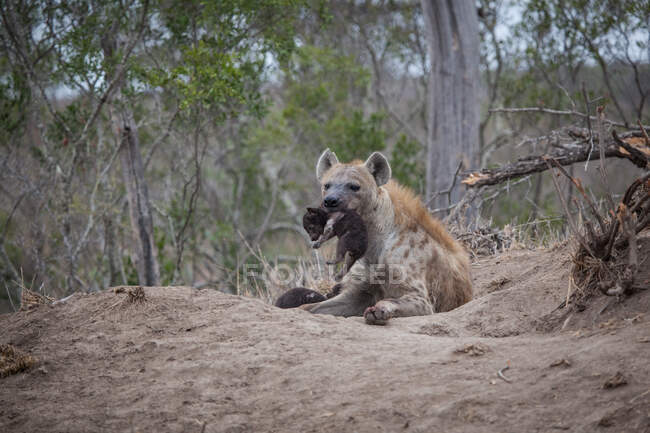 Eine gefleckte Hyäne, Crocuta crocuta, legt sich hin und hält eines ihrer Jungen im Maul — Stockfoto