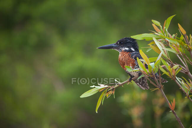 Un gigantesco Kingfisher, Megaceryle maxima, appollaiato su un ramo — Foto stock